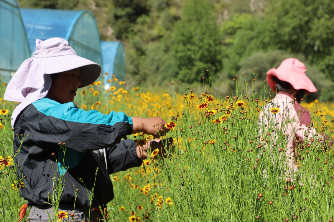 支持?jǐn)U大雪菊種植300畝、藜麥200畝，助力當(dāng)?shù)厝罕娫鍪? class=